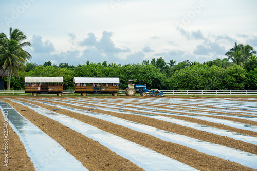 Fotografie A blue tractor pulls two wooden wagons with people along an agricultural field