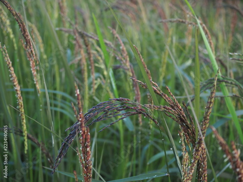 Black sticky rice is growing in my rice field in Thailand. It is currently developing black-colored panicles, and I cultivate it using natural methods.