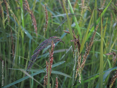 Black sticky rice is growing in my rice field in Thailand. It is currently developing black-colored panicles, and I cultivate it using natural methods.