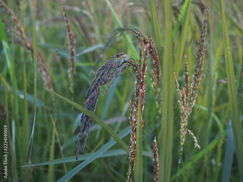 Black sticky rice is growing in my rice field in Thailand. It is currently developing black-colored panicles, and I cultivate it using natural methods.