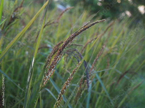 Black sticky rice is growing in my rice field in Thailand. It is currently developing black-colored panicles, and I cultivate it using natural methods.