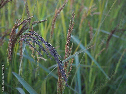 Black sticky rice is growing in my rice field in Thailand. It is currently developing black-colored panicles, and I cultivate it using natural methods.