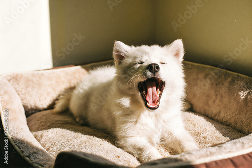 White samoyed puppy yawning widely in a plush dog bed, sunlight from the side