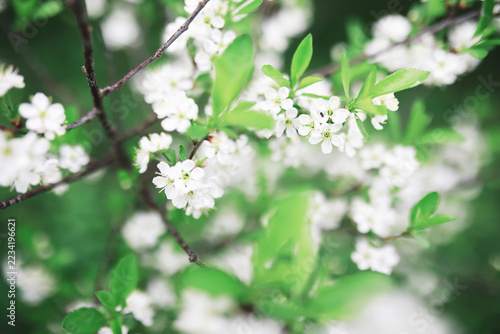 White flowers on a green bush. The white rose is blooming. Spring cherry apple blossom.