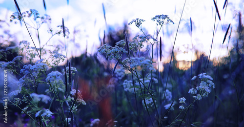 Plants and flowers macro. Detail of petals and leaves at sunset. Natural nature background.