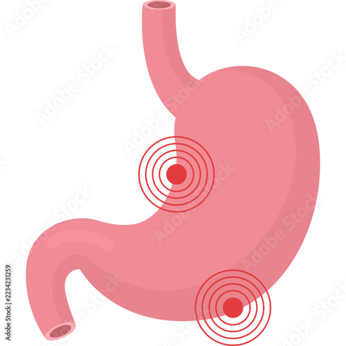 Human Stomach Digestion
