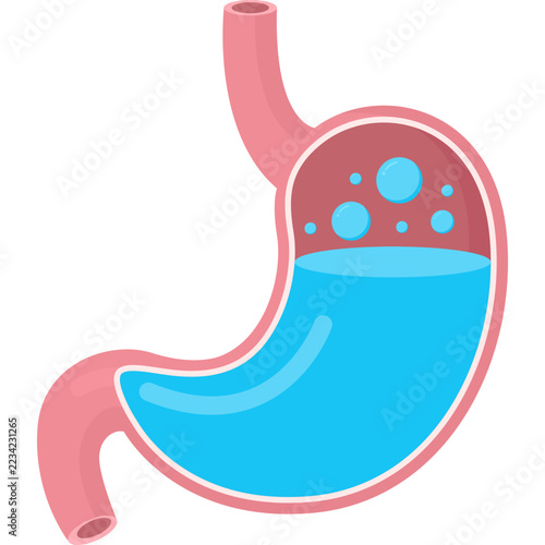 Human Stomach Digestion