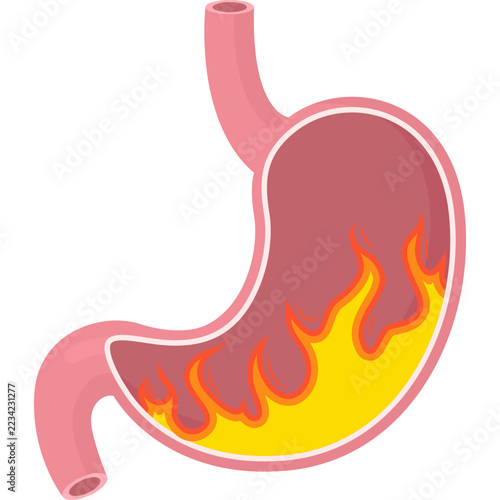 Human Stomach Digestion