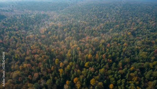 Autumn Forest Landscape with Golden and Orange Falling Leaves, Misty Green Mountains, Scenic Valley, and Natural Woodland Colors Under a Soft Cloudy Sky