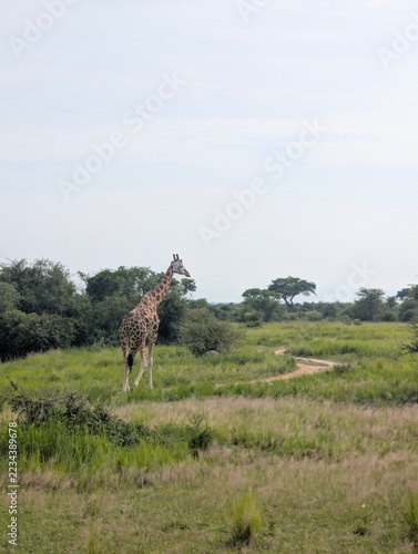 Photography Giraffe in savanna, Murchison Falls, Uganda
