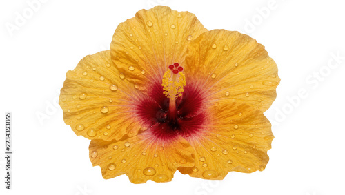 Fotografie Golden yellow hibiscus flower with red center and water droplets on petals