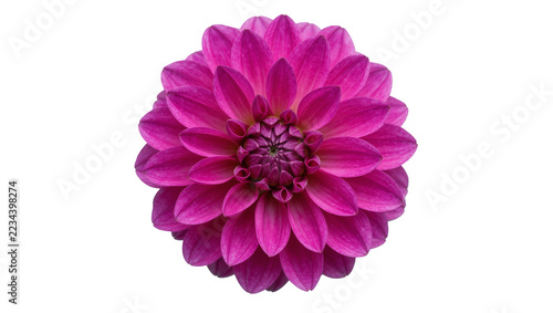 Obraz na plátně Vibrant magenta dahlia flower head with symmetrical layered petals
