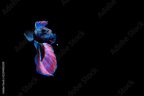 A stunning close-up macro photograph of a beautiful Betta fish (Siamese fighting fish) swimming elegantly against a solid black background.
