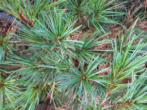 Green Pine Needle Bundles with Water Droplets and Brown Buds, Close-Up of Pinus Branches with Reddish Twigs and Dense Foliage