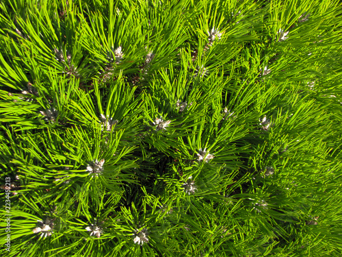 Bright Green Pine Needles in Direct Sunlight, Dense Branches with Pale Terminal Buds and Deep Shadows Creating an Evergreen Texture