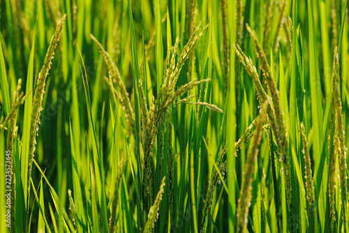 Close-up of green rice ears in scenic paddy field.