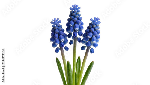 Obraz na plátně Three vibrant blue grape hyacinth flowers with green stems and leaves
