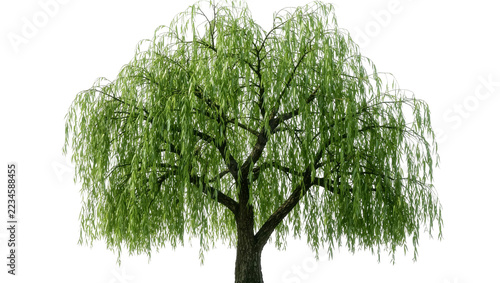 Large weeping willow tree with long drooping branches and vibrant green leaves