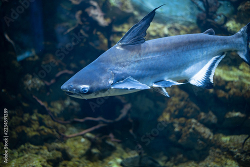 Pangasianodon hypophthalmus (Iridescent Shark Catfish) swimming in a large public aquarium. Freshwater catfish with a streamlined body resembling a shark, showcasing tropical aquatic wildlife and