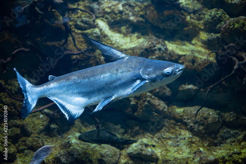 Pangasianodon hypophthalmus (Iridescent Shark Catfish) swimming in a large public aquarium. Freshwater catfish with a streamlined body resembling a shark, showcasing tropical aquatic wildlife and