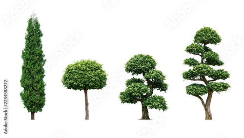Fotografie Four distinct decorative garden trees with trimmed foliage and textured trunks