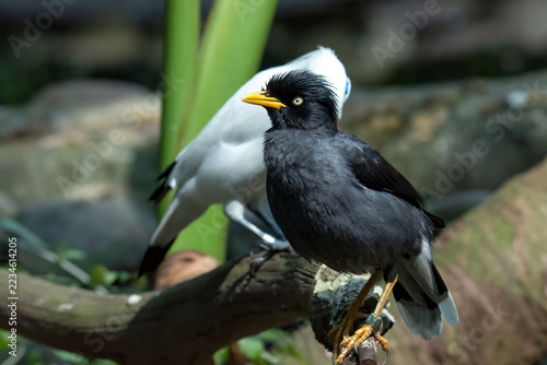 asian pied starling (gracupica contra) perching on wooden branch with white bird background