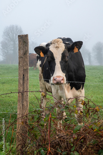 Fotografie Vache laitière de race Holstein ou Normande à la robe noire et blanche, debout p