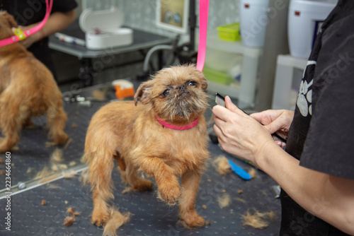 Brussels griffon dog getting groomed on a grooming table in pet salon