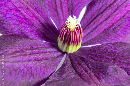 Fotografie purple clematis flower closeup macro photography with detailed petals and stamen