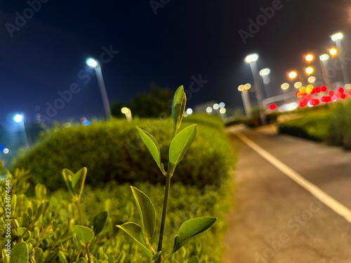 Close up of fresh green sprout growing in hedge along city road with night bokeh lights