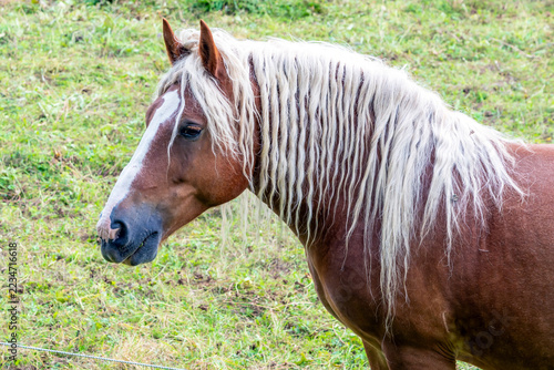 Obraz na plátně Haflinger