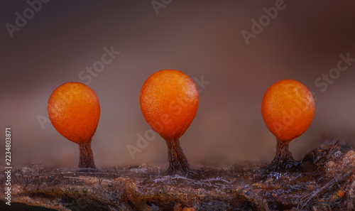 Slime mold - Trichia botrytis, it's a small protist organism