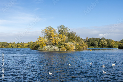 Wooded Island with Autumn Foliage and Gulls on Lake