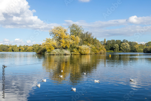 Autumn Island Reflections and Gulls on Lake