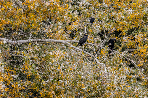 Great Cormorants Phalacrocorax carbo in Autumn Tree