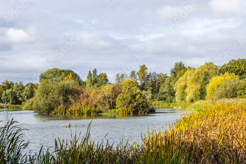 Autumn Lake with Wooded Island and Golden Reeds
