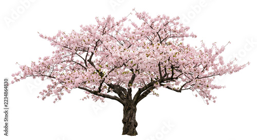 Obraz na plátně Broad flowering cherry tree with a dense canopy of delicate pale pink spring blo