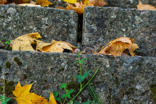 A small pink clover flower and fallen yellow maple leaves growing through ancient stone steps in Toila-Oru park during autumn.