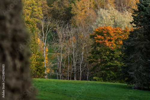 Telephoto close-up view of vibrant autumn tree foliage and mixed forest canopy in Toila-Oru park with blurred tree trunk foreground.