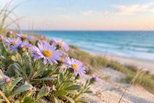 Sea aster blossoms growing from coastal dune, pastel sky and turquoise sea background