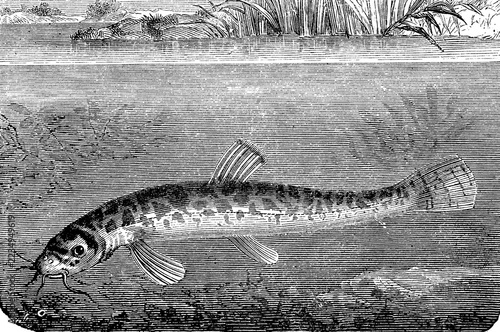 Loach, Barbatula barbatula, Noemacheilus barbatulus, loach or bearded goby, fish, illustration from 1892, historical, digital reproduction of an original from the 19th century