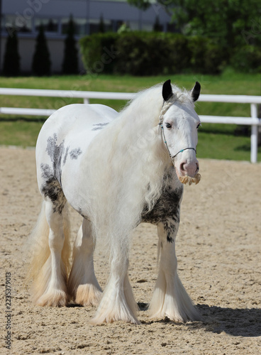 Tinker pony with a beautiful long white mane in summer sports manege