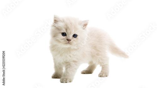 Fotografie Fluffy cream colored British Longhair kitten with blue eyes standing