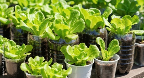 Lush, vibrant green lettuce plants thriving in repurposed plastic containers, sunlit