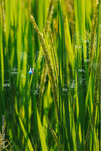Smart farming and precision agriculture concept on rice field.