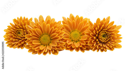 Obraz na plátně Four vibrant orange chrysanthemum flowers with detailed petals and green centers