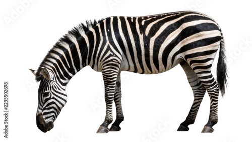 Obraz na plátně Full body side view of a grazing zebra with distinct black and white stripes