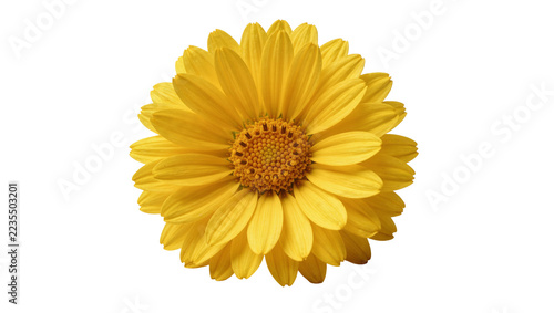 Obraz na plátně Vibrant yellow daisy flower with detailed petals and textured central disc