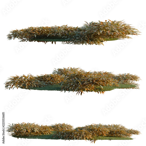Pyrrosia lingua tree shrub, plant bush, cutout, isolate transparent background, Pyrrosia lingua tree shrub, plant bush, cutout, isolate transparent background