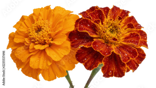 Fotografie Two vibrant marigold flowers with orange and red petals covered in water droplet